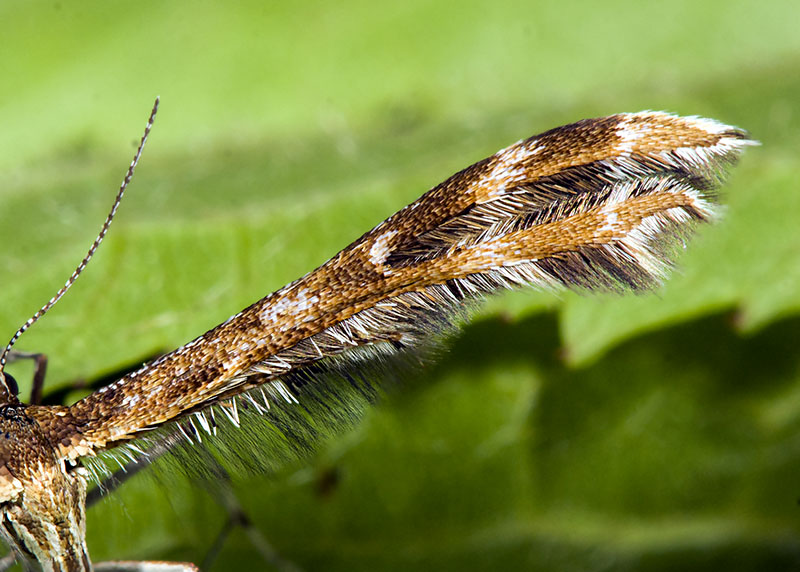 Pterophoridae: Oxyptilus chrysodactyla